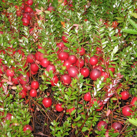 Żurawina wielkoowocowa