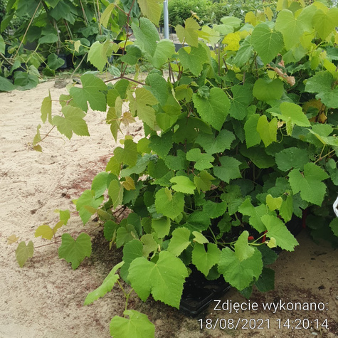 Winorośl winogrono Ruswen