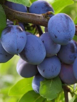 Śliwa Nie-Robaczywka Sadzonka