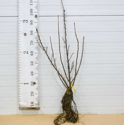 Porzeczka czerwona Rovada w balocie