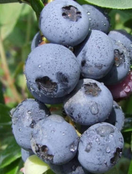 Borówka amerykańska Goldtraube średniowczesna