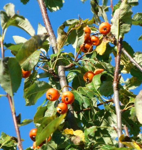 Jarzębogrusza uszkowata START PACK