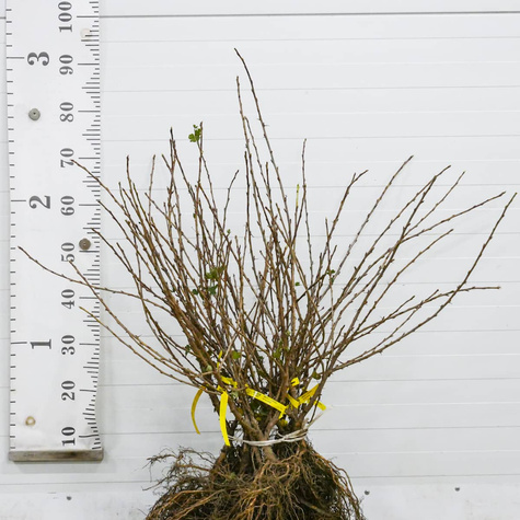 Agrest czerwony Sewierny Kapitan START PACK