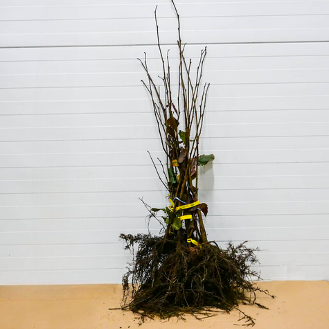 Orzech laskowy Garibaldi START PACK