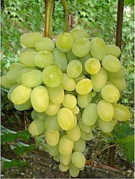 Winorośl winogrono Regina (V25-20)