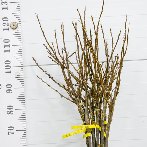 Duo agrest biały i porzeczka biała na pniu w balocie