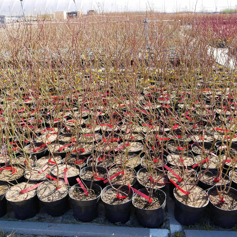 Borówka amerykańska CHANDLER późna w doniczce