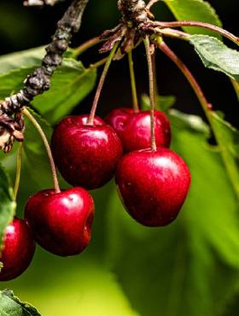 Czereśnia Julia w doniczce