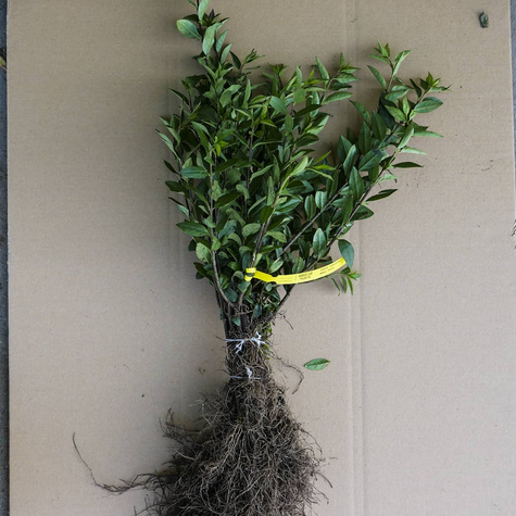 Ligustr Liguster zimozielony Plant Pack