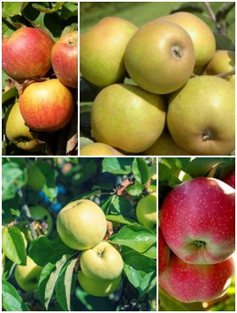 Zestaw Jabłonie na Szarlotkę i Przetwory Plant Pack