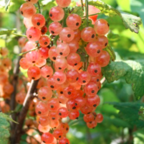 Porzeczka różowa Lubawa na pniu