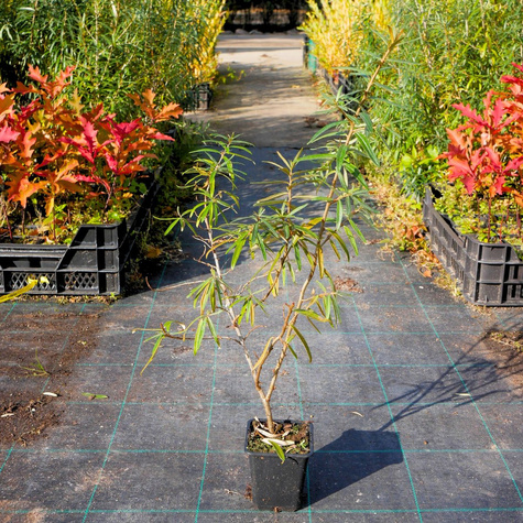 Rokitnik pospolity Friesdorfer Orange samopylny