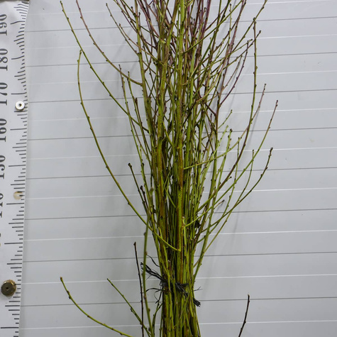 Brzoskwinia Royalvee