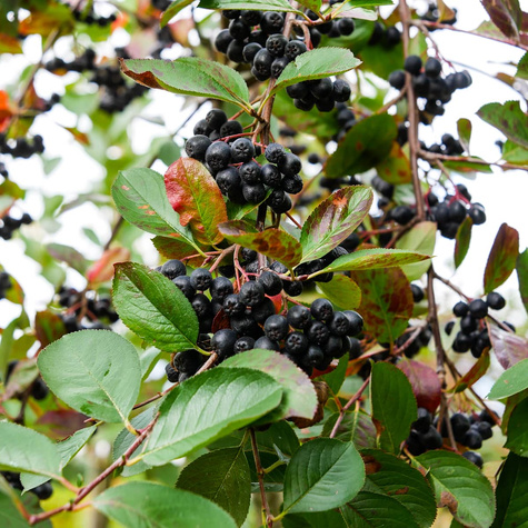 Aronia Czarna szczepiona na pniu (Pa 120-160, obw. 4/6, H-160/200)