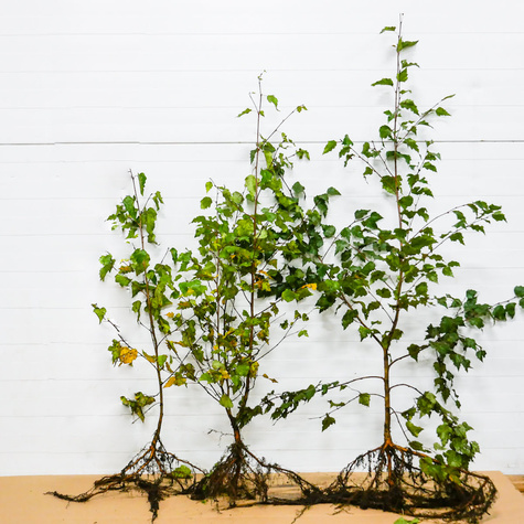 Brzoza brodawkowata Plant Pack