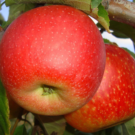 Jabłoń Pinova Pinowa 