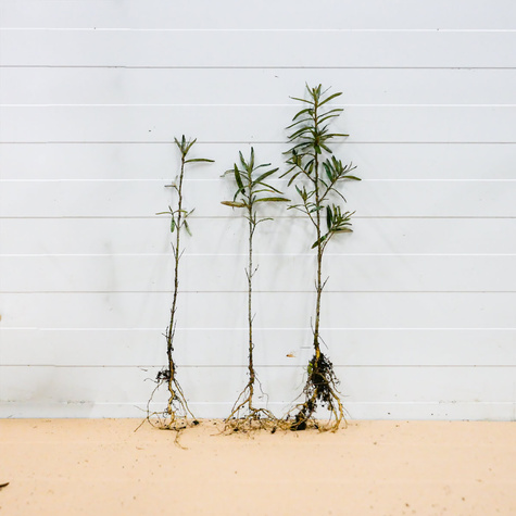 Rokitnik pospolity Złoto Syberii Plant Pack