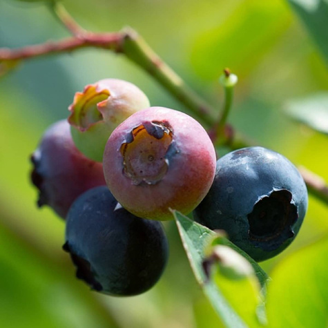 Borówka amerykańska Duke