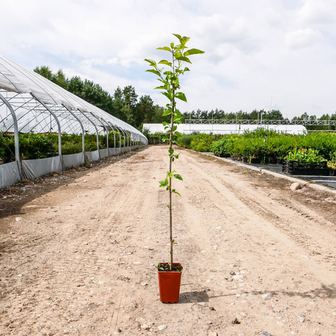 Podkładka Czereśni Colt Półkarłowa (C2)