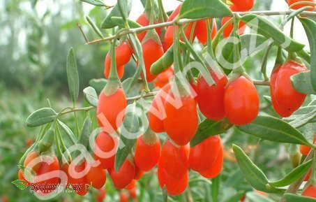 Jagoda Goji Kolcowój chiński New Big