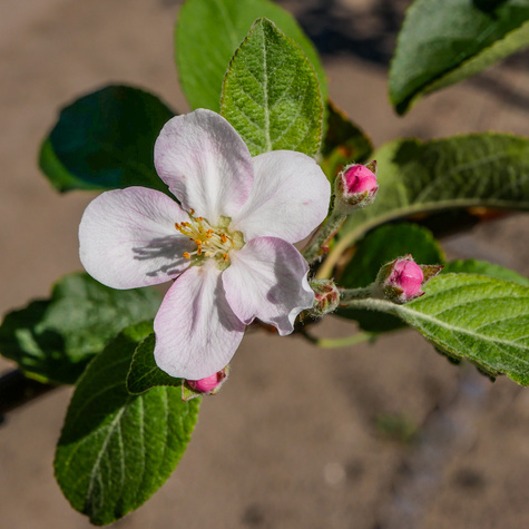 Jabłoń Jeronimo Red Delicious START PACK