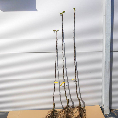 Jabłoń Bohemia Start Pack