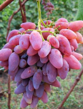 Winorośl winogrono Nadjeżda Ukraińska (C2)