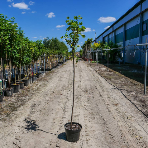 Porzeczka czarna Or na pniu w doniczce