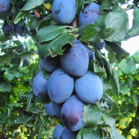 Śliwa kolumnowa Fruca Mrozoodporna START PACK