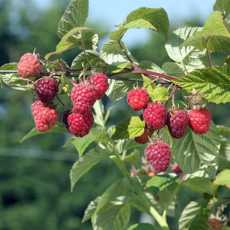 Malina Polonez w doniczce