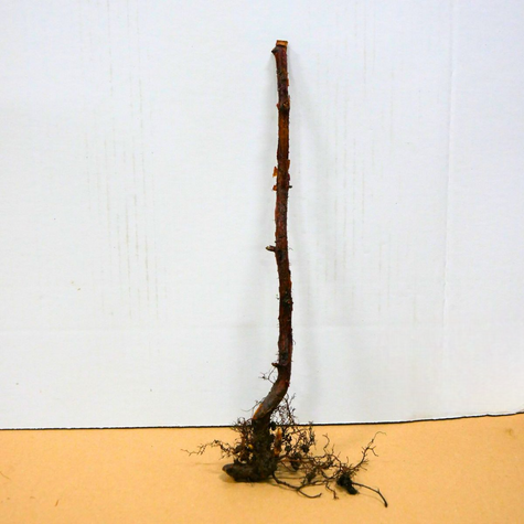 Malina powtarzająca owocowanie START PACK