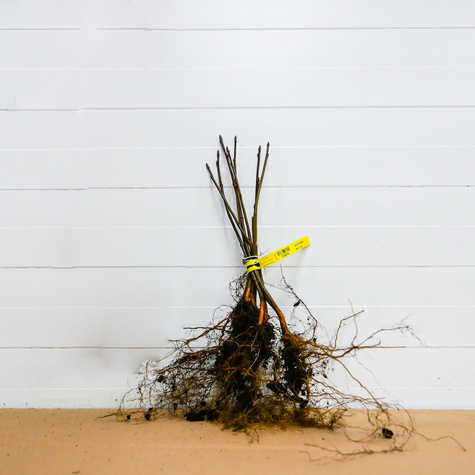 Jarząb szwedzki Jadalny Owoce Plant Pack