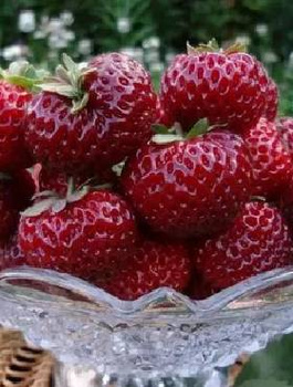 Truskawka wczesna Malinowa FRIGO