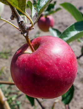 Jabłoń Katia