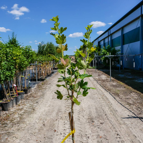 Agrest czerwony na pniu w doniczce
