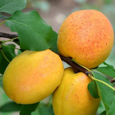 Morela Goldrich START PACK