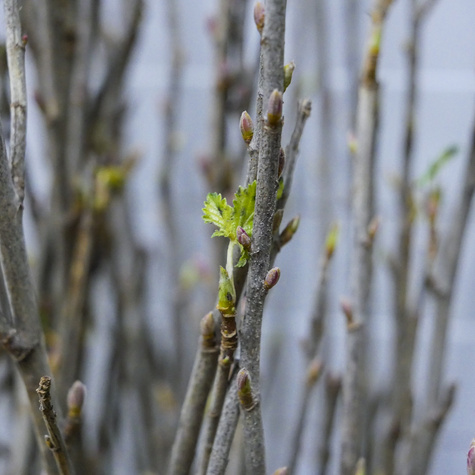Porzeczka biała START PACK