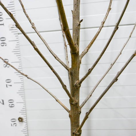 Czereśnia Oktawia Octavia