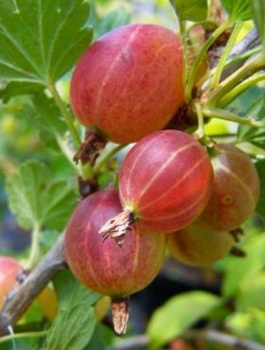 Agrest czerwony Revena w balocie