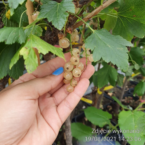 Porzeczka biała Weisse Versailer na pniu w pojemniku