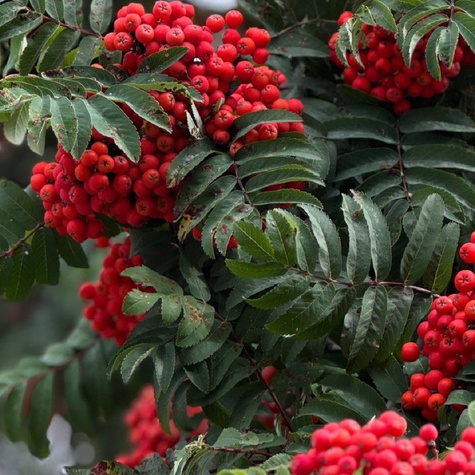 Jarzębina PREMIUM SADZONKI Plant Pack