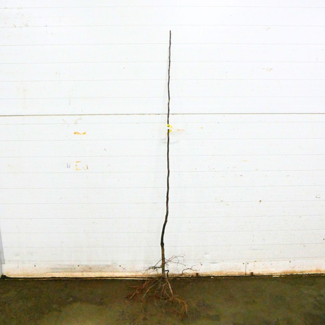 Pigwa gruszkowa Bereczki