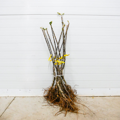 Jabłoń kolumnowa Promyk Słońca