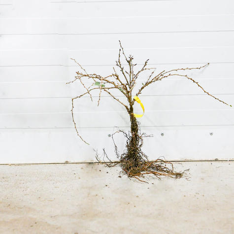 Agrest biały Puszkińskij START PACK