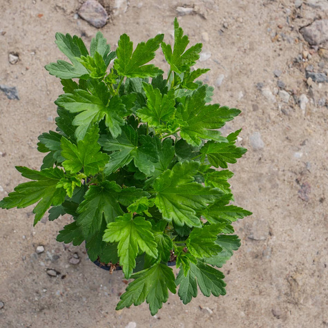 Agrest czerwony Niesłuchowski w doniczce