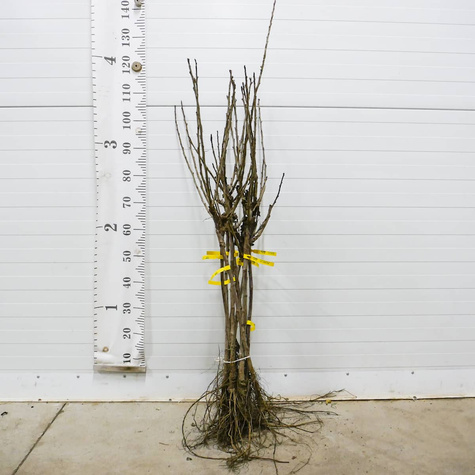 Porzeczka biała na pniu w balocie