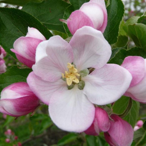 Jabłoń Witos Parchoodporny