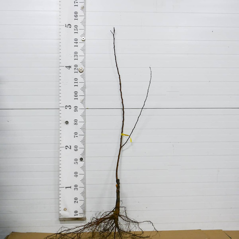 Morela Sirena START PACK