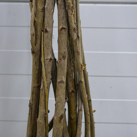 Czereśnia karłowa Regina START PACK (GISELA5)