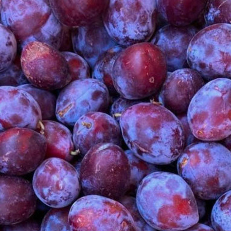 Śliwa Cacanska Lepotica